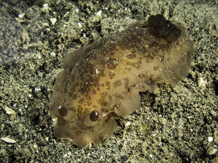 Dendrodoris fumata